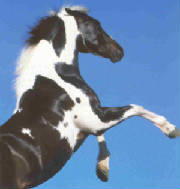 cheval20pie.jpg