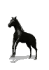 animaux_78.gif