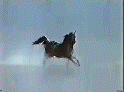gif118.gif