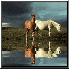gif47.gif
