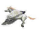gif72.gif